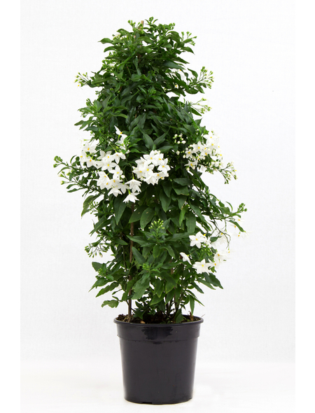  Jasmin-Nachtschatten, Solanum jasminoides, Blüte: Weiß