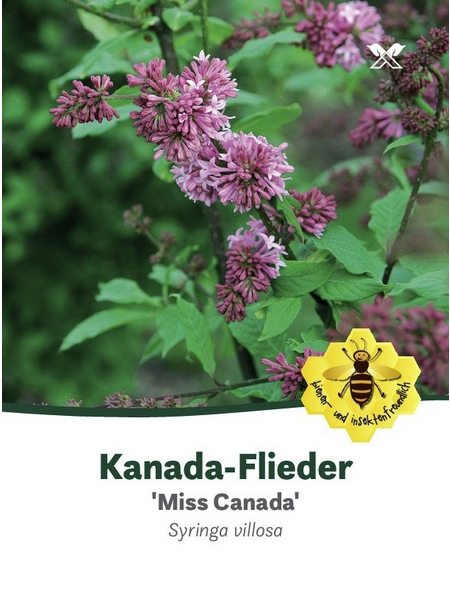  Kanada-Flieder, Syringa prestoniae »Miss Canada«, Blattfarbe: dunkelgrün, Blüten: rosa/pink