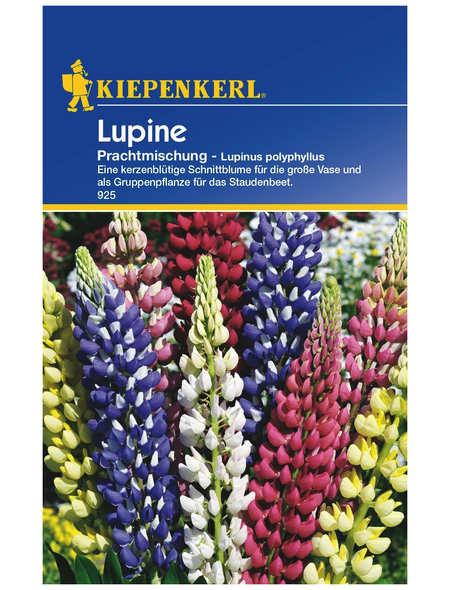 KIEPENKERL Kiepenkerl Saatgut, Lupine, Lupinus Polyphyllus Mix, Mehrjährig