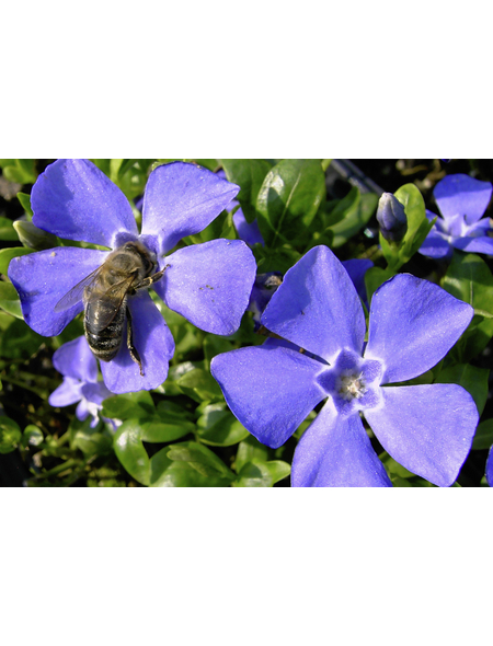 Kleines Immergrün, minor Vinca, Blüten: hellblau, Ø Topf: 9 cm cm