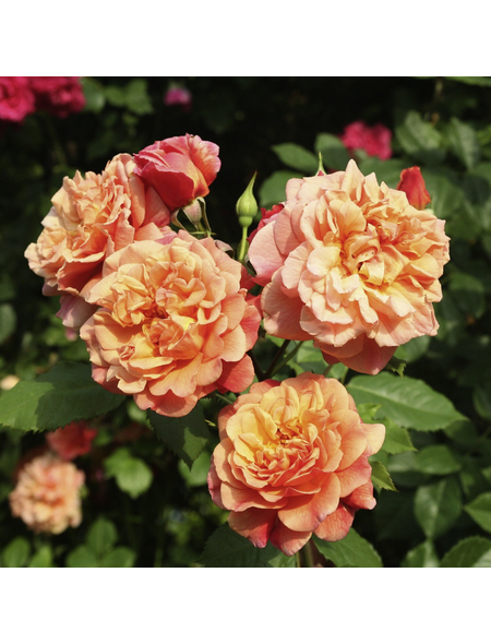 KORDES ROSEN Kletterrose, Rosa »Aloha®«, Blütenfarbe: apricot
