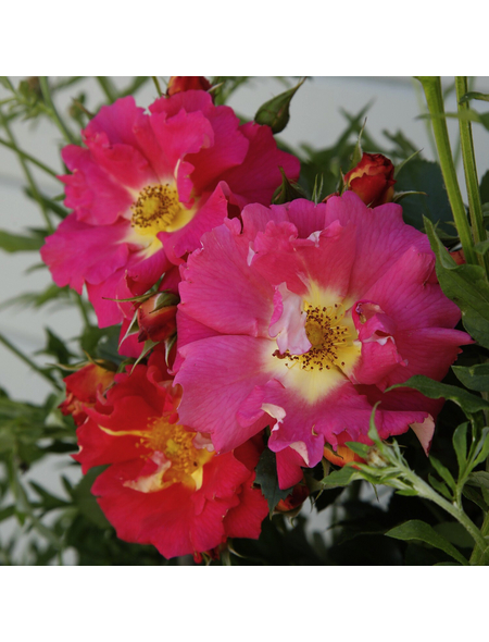 KORDES ROSEN Kletterrose, Rosa »Bajazzo®«, Blütenfarbe: gelb/rosa