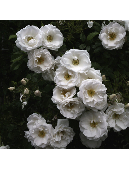 KORDES ROSEN Kletterrose, Rosa »Hella«, Blütenfarbe: weiß