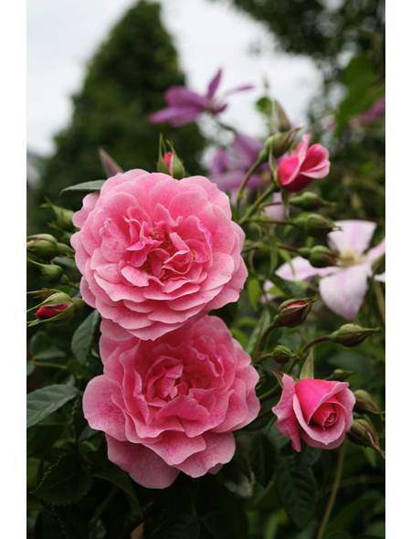  Kletterrose, Rosa hybrida »Camelot«, Blütenfarbe: rosa