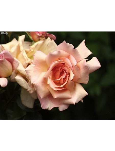  Kletterrose, Rosa hybrida »Compassion ®«, Blütenfarbe: hellrosa