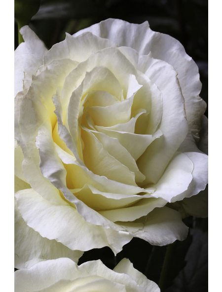  Kletterrose, Rosa hybrida »Elfe«, Blütenfarbe: grünlichweiß
