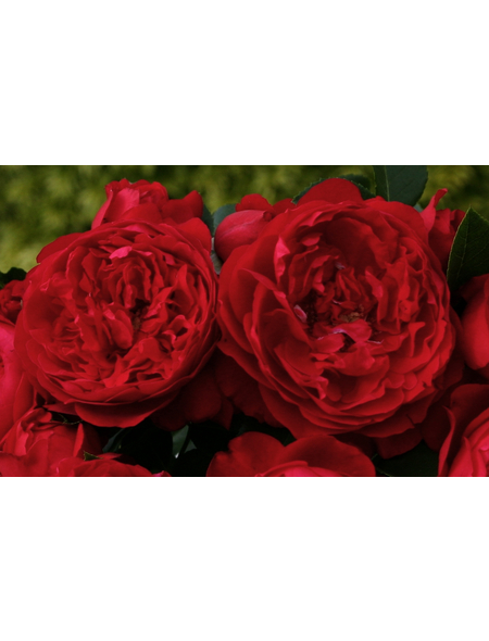  Kletterrose, Rosa hybrida »Florentina«, Blütenfarbe: rot