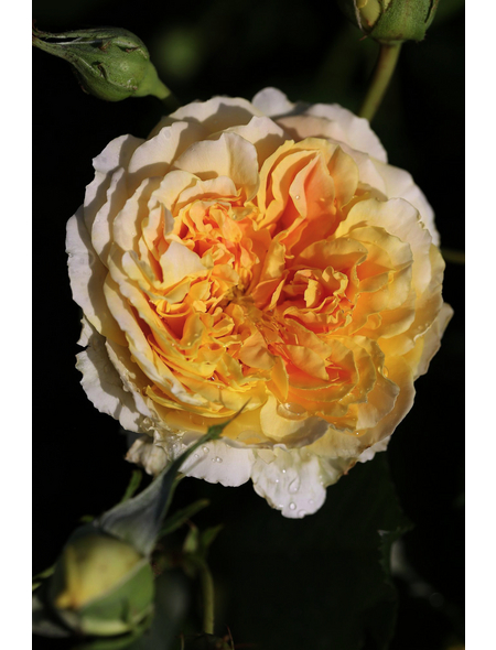  Kletterrose, Rosa hybrida »Ginger Syllabub«, Blütenfarbe: weiß/orange