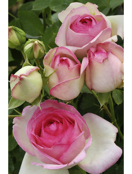  Kletterrose, Rosa hybrida »Mini Eden Rose«, Blütenfarbe: rosa
