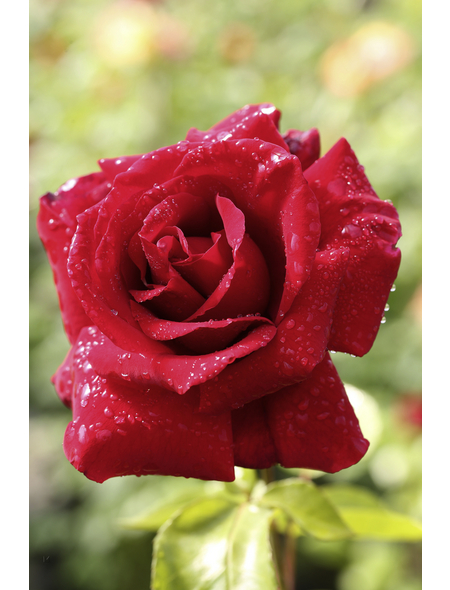  Kletterrose, Rosa hybrida »Musimara«, Blütenfarbe: rot