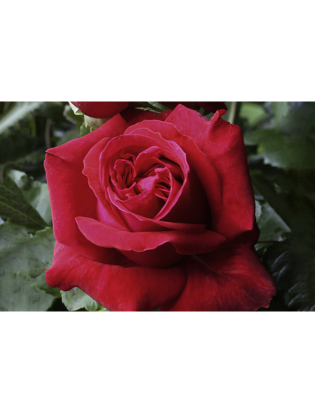  Kletterrose, Rosa hybrida »Uetersener Klosterrose®«, Blütenfarbe: creme