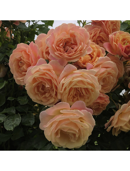 KORDES ROSEN Kletterrose, Rosa »Peach Melba®«, Blütenfarbe: apricot