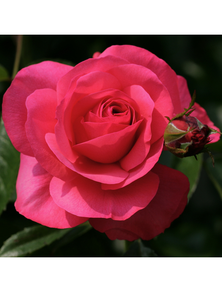 KORDES ROSEN Kletterrose Rosa »Rosanna®«