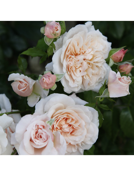 KORDES ROSEN Kletterrose Rosa »Rose de Tolbiac®«