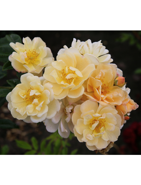 KORDES ROSEN Kletterrose, Rosa »‘Sunny‘ Siluetta®«, Blütenfarbe: goldgelb