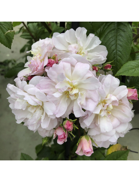 KORDES ROSEN Kletterrose, Rosa »‘Sweet‘ Siluetta®«, Blütenfarbe: weiß/rosa