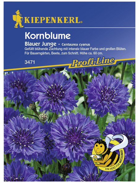 KIEPENKERL Kornblume, Centaurea cyanus, Samen, Blüte: blau