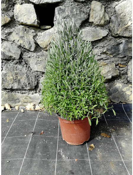 Lavendel »Lavandula angustifolia«, blau, winterhart Hagebau.de