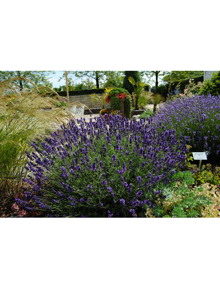 Lavendel »Lavandula angustifolia«, violett, winterhart Hagebau.de