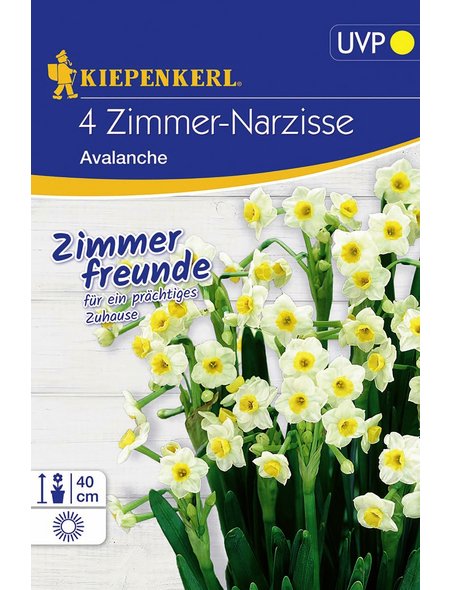  Narcissus »Avalanche«, ca. 4 Pflanzen