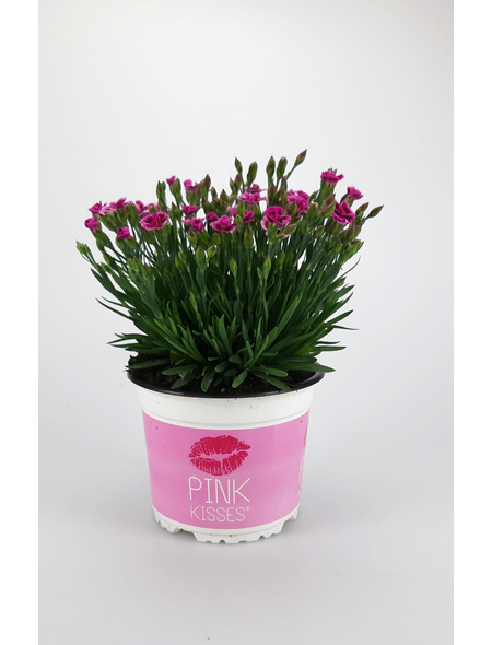  Nelke, Dianthus caryophyllus »Pink Kisses«, Blüte: zweifarbig, einfach