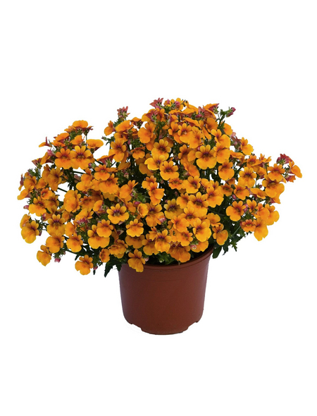  Nemesia, Nemesia Hybriden »Sunsetia Kiwano«, Blüte: orange, einfach
