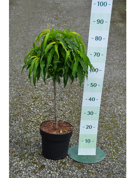 GARTENKRONE Obstbaum »Zwergpfirsich«, Creme - Hagebau.de