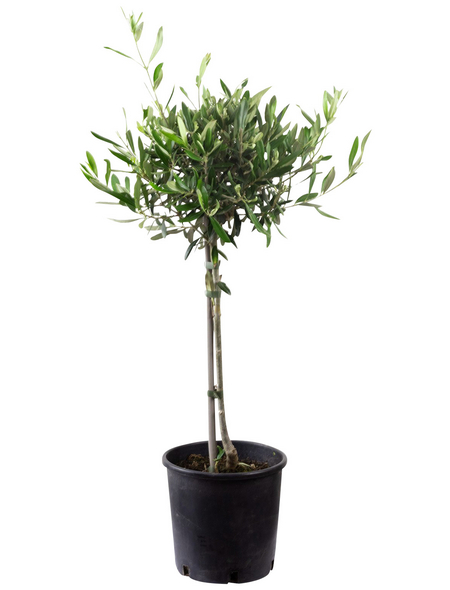  Olivenbaum Europaea Olea