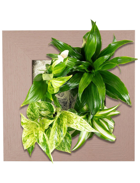  Pflanzenbild »Flowerwall«, BxHxT: 31 x 31 x 22 cm, braun