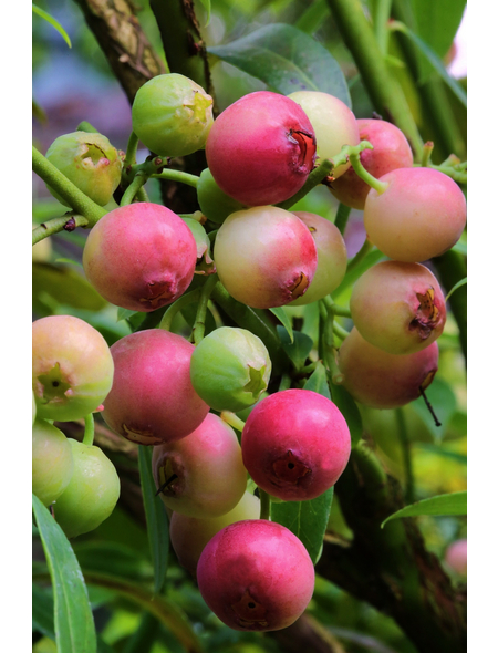  Pinke Heidelbeere, Vaccinium corymbosum »Pink Lemonade®«, Frucht: pink, zum Verzehr geeignet