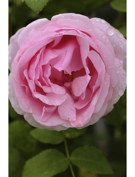  Ramblerrose, Rosa hybrida »Jasmina ®«, Blütenfarbe: violett-rosa