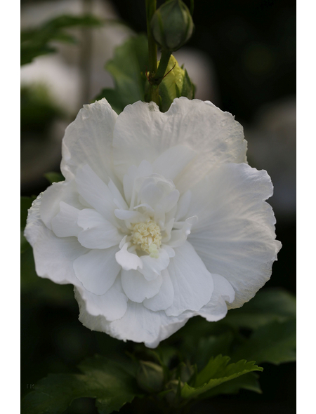  Roseneibisch, Hibiscus syriacus »White Chiffon«, Blätter: grün, Blüten: weiß