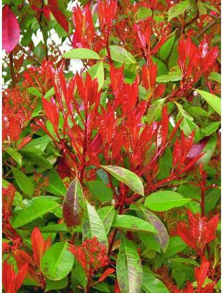  Rote Glanzmispel, Photinia fraseri »Red Robin «, Blätter: grün/rot, Blüten: weiß