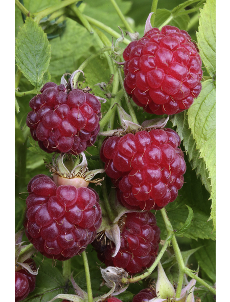  Rote Herbst-Himbeere, Rubus idaeus »Boheme«, Frucht: rot, zum Verzehr geeignet