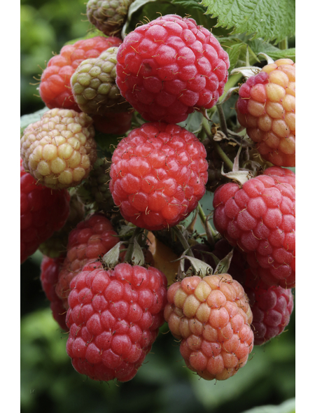  Rote Himbeere, Rubus idaeus »Tulameen«, Frucht: rot, zum Verzehr geeignet