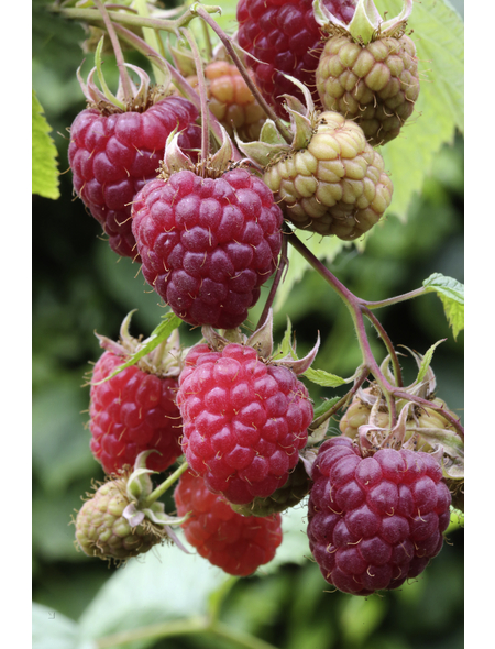  Rote Himbeere, Rubus idaeus »Willamette«, Frucht: rot, zum Verzehr geeignet