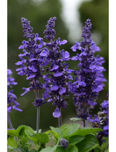 Salbei »Salvia hybrid Amistad«, blau, winterhart Hagebau.de