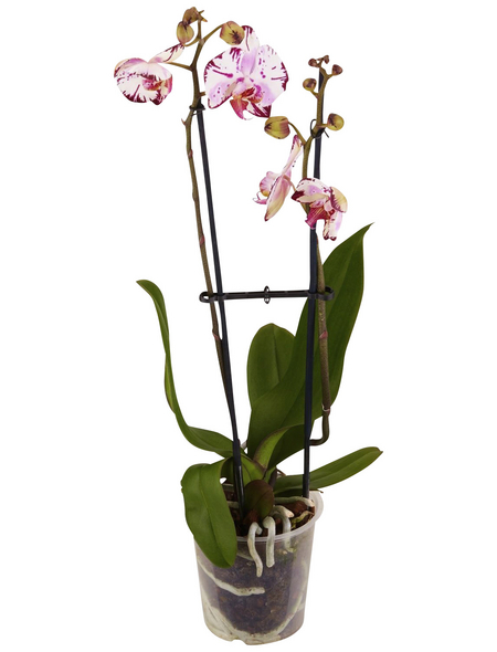 GARTENKRONE Schmetterlingsorchidee Phalaenopsis hybride zweifarbig GARTENKRONE Schmetterlingsorchidee Phalaenopsis hybride zweifarbig