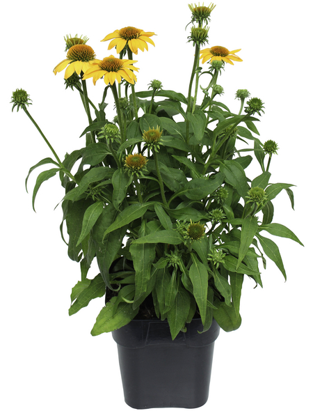 Schnitt & Prachtstaude »Echinacea purpurea«, gelb, winterhart Hagebau.de