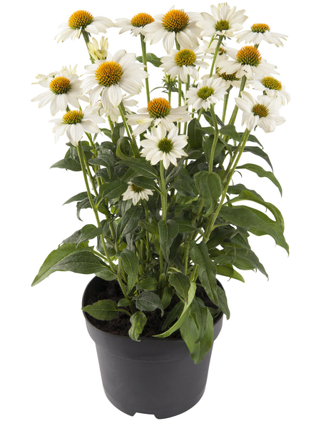 Schnitt & Prachtstaude »Echinacea purpurea«, weiß, winterhart Hagebau.de