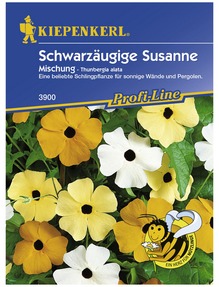 KIEPENKERL Schwarzäugige Susanne, Thunbergia alata, Samen, Blüte: mehrfarbig