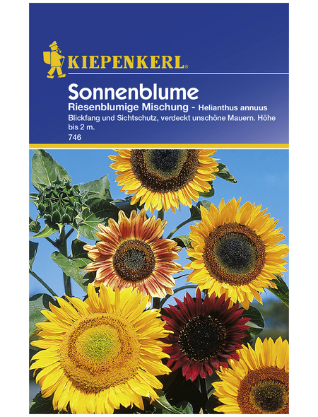 KIEPENKERL Sonnenblume, Helianthus annuus, Samen, Blüte: mehrfarbig