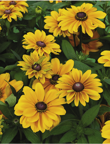 Sonnenhut »Rudbeckia hirta«, gelb, winterhart Hagebau.de