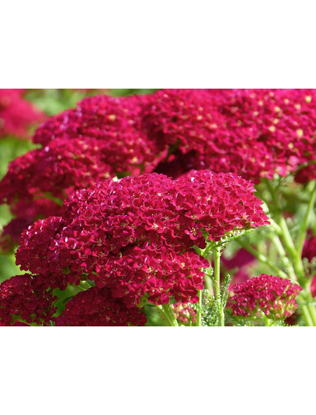 Staude, Achillea millefolium, rot, winterhart Hagebau.de