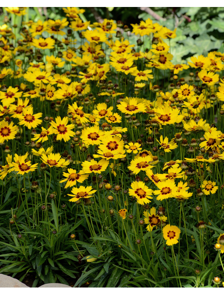 60+ Gelbe Winterharte Blumen, Jetzt als gartenbesitzerin muss in