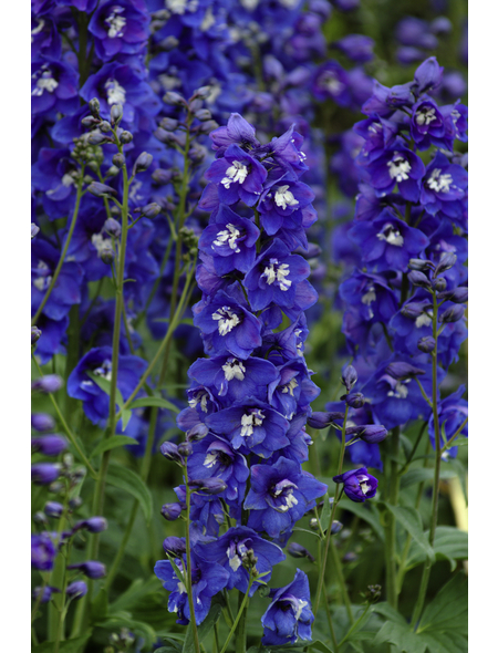 Staude, Delphinium Guardian, blau, winterhart Hagebau.de