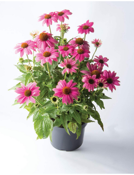 Staude, Echinacea purpurea Prairie Splendor, rosa, winterhart Hagebau.de