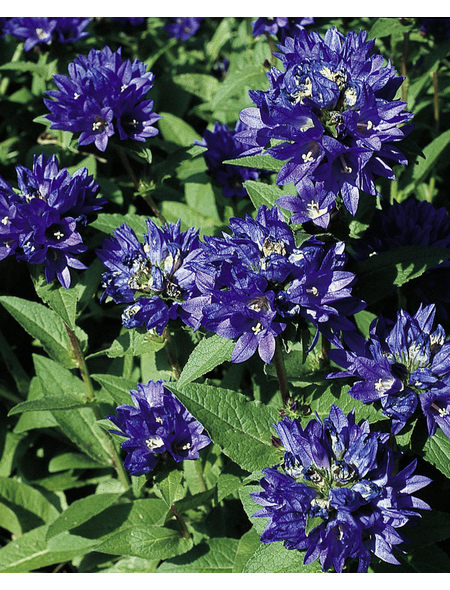 Staudenmix, »blau«, winterhart - Hagebau.de