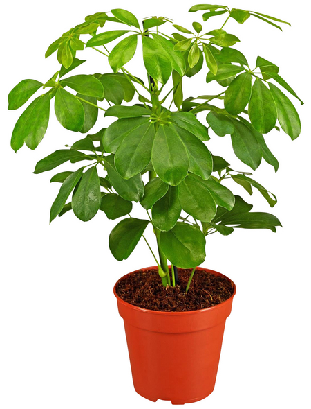 GARTENKRONE Strahlenaralie Schefflera arboricola GARTENKRONE Strahlenaralie Schefflera arboricola