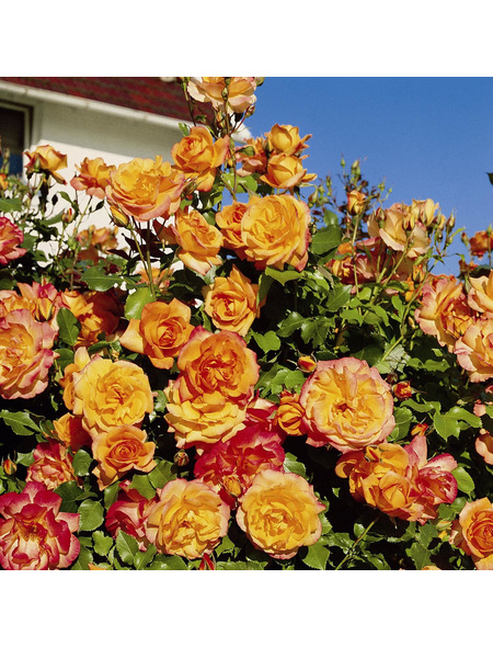 ROSEN TANTAU Strauchrose, Rosa x hybride »Sahara«, Blüte: zweifarbig, gefüllt